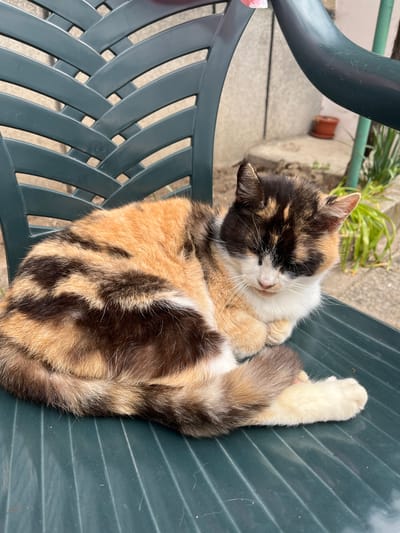 A calico cat is curled up asleep on a green plastic chair. The cat has black, white, and orange markings, and its face is tucked in toward its chest. The chair is outdoors on a patio or in a yard, with a partial view of a building and plants in the background. The location is Hrishteni, Bulgaria.