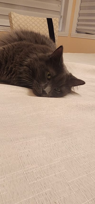 A gray cat is lying on a beige textured surface in a dimly lit room. The cat's head is resting on the surface, with its eyes partially closed. A pillow with a diamond pattern and a black ribbon is visible behind the cat's head. The background shows horizontal blinds and part of a window. The scene does not depict any identifiable landmarks or elements that would allow for precise geolocation within Saint-Jean-sur-Richelieu, Canada.