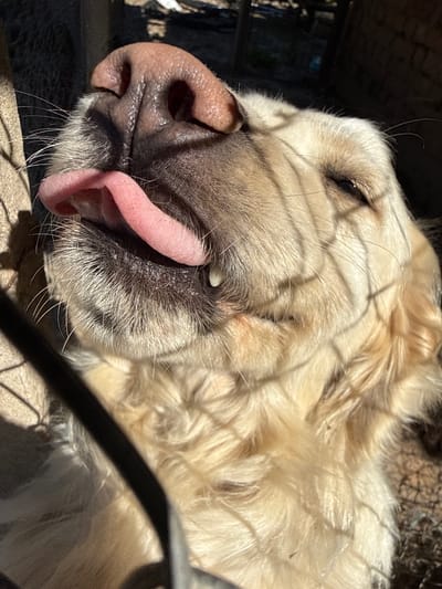 A close-up shows a golden retriever lying on its side with its tongue sticking out, seemingly resting or sleeping. The dog is likely in a crate or behind a fence, as there are bars casting shadows across its face and fur. The environment is partially visible in the background, but it does not provide identifiable information about the location being Valchedram, Bulgaria.