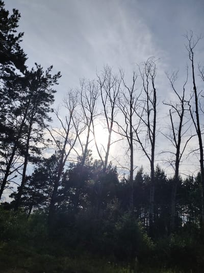 The image depicts a forest scene with a partially obscured sun shining through bare tree branches. In the foreground, there is dense foliage and greenery. In the mid-ground, a line of leafless trees stands silhouetted against the bright sky. In the background, a dense forest of coniferous trees forms a dark backdrop. The sky is partly cloudy. The sun is positioned near the center of the frame, creating a lens flare effect. This image was captured in the city of Shimanovsk, Russia.
