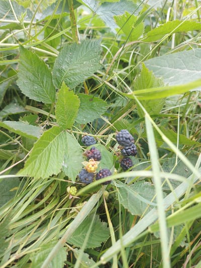 A close-up, eye-level shot shows a cluster of ripe and unripe blackberries growing amidst green foliage and grass. Several dark purple blackberries are visible, some clustered together, while others are partially obscured by leaves. A few unripe green berries are also present, along with some yellowing ones, suggesting a progression of ripening. The leaves are broad with serrated edges, characteristic of a bramble bush. The overall scene depicts a natural outdoor environment. The image does not contain any people or specific landmarks that would indicate a location within 1-мая, Kyrgyzstan.