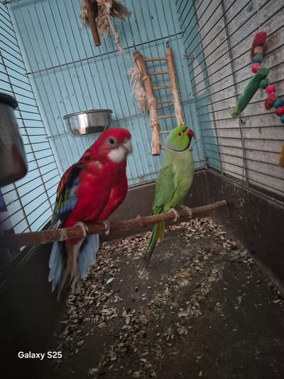 Two parrots are perched on a wooden branch inside a cage. The parrot on the left is a crimson rosella, with vibrant red plumage, black and yellow markings on its wings, and blue tail feathers. The parrot on the right is a green Indian ringneck parrot, distinguished by its pink collar. The cage has a blue background and a dark grey floor covered with scattered seeds and debris. A metal food bowl is attached to the left side of the cage. Various toys, including a wooden ladder and a string of colorful beads, are also present within the cage. The image was captured at a low angle, with the "Galaxy S25" watermark visible in the bottom left corner. The overall environment suggests a domestic setting where these birds are kept.