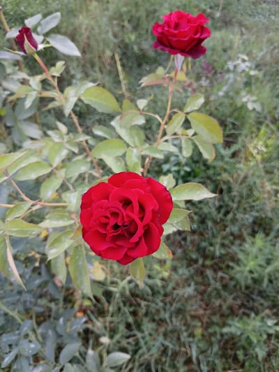 The image displays a close-up, slightly blurred view of a deep red rose in full bloom, positioned centrally in the frame. The rose features tightly packed petals with a velvety texture. To the left of the main rose, a rosebud in a darker shade of red is visible, along with several green leaves, some showing dew drops. Above and to the right, another fully bloomed red rose is partially visible, also out of focus. The background consists of an out-of-focus green and brown grassy area, suggesting an outdoor garden setting. There are no people or any indication of human activity. The image appears to be taken in a natural outdoor environment, possibly a garden in Мирзо Турсунзода, Tajikistan, given the context provided.