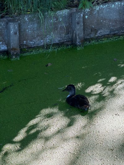 This is a top-down, close-up, medium shot of a young coot swimming in shallow water covered with duckweed. The coot is mostly dark with a gray head and neck. It is facing to the left, with its head lowered as if it is feeding. The water is a vibrant green, and there are patches of white duckweed and some fallen leaves scattered on the surface. Sunlight casts dappled shadows from nearby foliage onto the water. To the left of the water is a weathered wooden structure, likely part of a canal or pond edge, with some green grass growing next to it. The scene appears to be in a natural outdoor setting, likely a pond or canal in Naaldwijk, Netherlands. The lighting suggests it is daytime, possibly late morning or early afternoon, with clear skies. There is no visible text in the image.