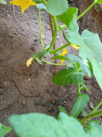 The image shows a close-up view of a young cucumber plant growing in soil. The plant has several green leaves and yellow flowers. Two small, developing cucumbers are visible. One is attached to the stem and has a yellow flower remnant at its tip, while the other is further along its stem and also has a yellow flower remnant. The plant is supported by a thin wooden stake. The soil is dark brown and appears somewhat dry with visible cracks, suggesting it may have recently been watered or is in a dry period. Small green sprouts are scattered in the soil around the plant. The background is out of focus, but it appears to be an outdoor setting with more soil and possibly other plants. There is no visible text in the image. The lighting suggests it is daytime, possibly overcast or in the shade, as there are no strong shadows. The overall scene depicts early growth and development of a vegetable plant in what appears to be a garden or cultivated area in Saky, Ukraine.