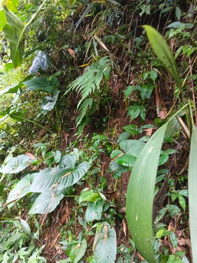 The image displays a dense, natural vegetative scene located in Situm, Papua New Guinea. The environment consists of lush, predominantly green tropical foliage covering an uneven, possibly sloped, earthen surface. Numerous plant species are present, including several large, dark green, heart-shaped leaves (likely from aroid plants) positioned in the lower-left and mid-center of the frame. A distinct fern with deeply serrated fronds is visible in the mid-left to upper-center. On the far right, a long, light green, vertically oriented strap-like leaf extends upwards. The ground and lower sections are covered by smaller green plants, interspersed with visible patches of dark soil, brown organic debris, and thin, dry woody stems. No human individuals, animals, or man-made objects are discernible within the frame. Natural daylight illuminates the scene, suggesting an outdoor, forested, or jungle-like setting.