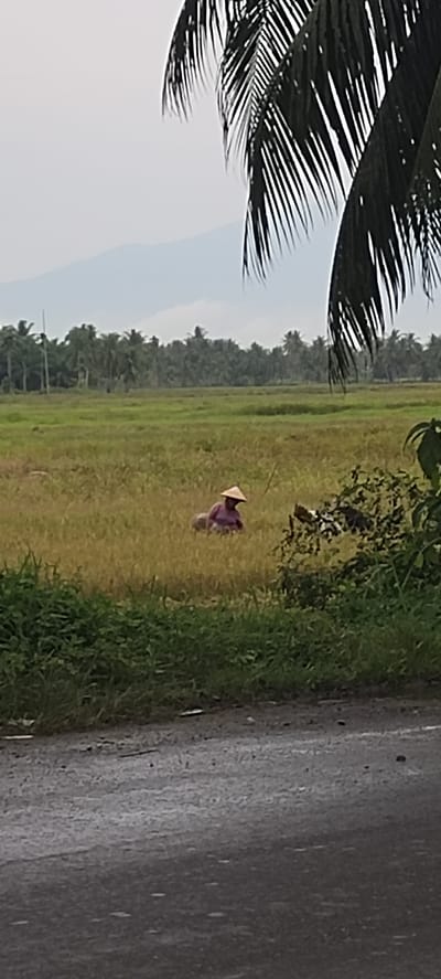 A rural scene in Aluegunto, Indonesia. In a rice paddy, a person wearing a conical Asian hat is bent over, seemingly working the land. The rice paddy is mostly golden, likely indicating the rice is ready for harvest. In the background, there is a line of trees and a mountain range in the distance. A palm tree is visible in the top right corner. In the foreground, there are various plants and what seems to be an asphalt road. The sky is overcast, suggesting possible rain.