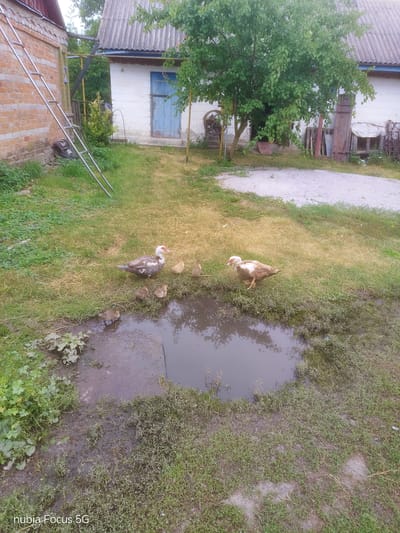 In Sestrynivka, Ukraine, a Muscovy duck with white and brown plumage and a red facial caruncle stands near a muddy puddle, accompanied by five ducklings. The ducklings are light brown and positioned on the grass and in the shallow water. The scene is set in a yard with a white building with a blue door, a gray corrugated roof, and a brick structure with a silver ladder leaning against it. The ground is covered in green grass, some of which is dry and yellowed, with scattered weeds and mud around the puddle. A large tree with green leaves is visible behind the white building. Scattered objects, including old wooden planks and what appears to be a rustic metal wheel, are present in the background, suggesting a rural or semi-rural setting. The sky is overcast, contributing to the muted lighting.