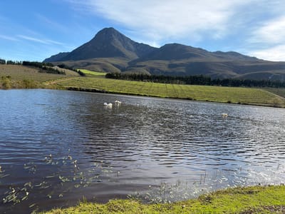 A wide shot captures a tranquil scene in Theewaterskloof Nu, South Africa, dominated by a calm body of water in the foreground and a majestic mountain range in the background. The water, reflecting the bright blue sky with scattered white clouds, is dotted with aquatic plants and a few white swans. The middle ground features neatly arranged vineyards stretching across a green hillside, bordered by a line of dark green trees. A dirt path winds through the vineyards. The mountain range, covered in green vegetation and exhibiting rugged terrain, forms a dramatic backdrop against the clear sky. The overall impression is one of natural beauty and peaceful agricultural landscape.
