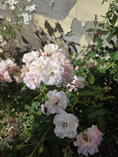 The image shows a close-up of a rose bush with pale pink and white flowers. The roses are in various stages of bloom, with some fully open and others still forming buds. The petals are delicate and layered, and the flowers have a soft, romantic appearance. The greenery of the rose bush is lush and dark, providing a beautiful contrast to the light-colored flowers.
In the background, a rough, textured wall is visible, partially covered in peeling paint or plaster. The wall appears to be made of stone or concrete blocks. Shadows from the rose bush are cast onto the wall, suggesting it is daytime and the sun is shining. The shadows create an interesting abstract pattern on the textured surface.
To the left of the rose bush, in the lower part of the image, a cluster of small white flowers can be seen, adding further detail and color to the scene. The ground beneath the rose bush is covered with soil and scattered with fallen petals.
The overall impression of the image is one of natural beauty and tranquility. The soft lighting, delicate flowers, and textured background create a peaceful and picturesque scene. The location context indicates this scene is from Brzeg, Poland, though there are no specific landmarks to confirm this visually. The time of day appears to be morning or afternoon, given the presence of strong sunlight and shadows. No people or text are visible in the image.