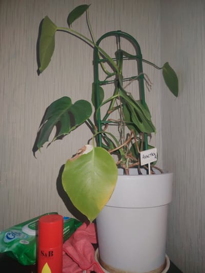 The image shows a potted Monstera plant indoors, placed on a surface that appears to be a table or shelf against a textured wallpapered wall. The plant has several green leaves, with one lower leaf exhibiting yellowing and browning, suggesting a potential issue with its health. The plant is supported by a green trellis. A small white label with handwritten text in what appears to be Cyrillic ("Анастасия") is stuck into the soil. To the left of the pot, there are several items on the surface: a green package of wet wipes, a red aerosol can with "S&B" branding, and a folded pink cloth. The overall lighting is dim, and shadows are cast on the wall and the plant. The location is described as being in the city of Сухарево, Russia, though no specific urban features are visible in the image.
