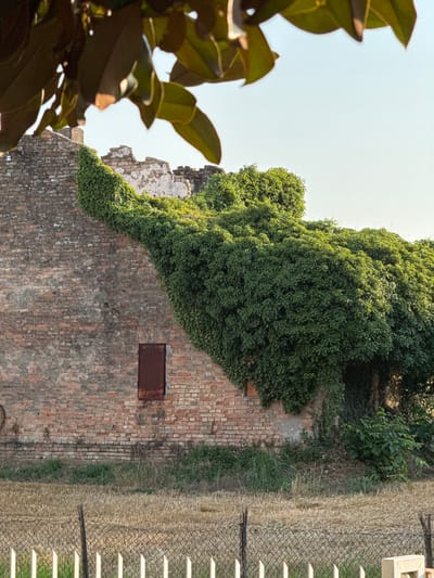 The image depicts a weathered brick wall overgrown with lush green ivy, set against a clear, bright sky. The wall appears to be part of an old structure, with some sections showing signs of decay and exposed plaster. A small, rectangular, rusty metal panel is affixed to the brickwork. To the left of the wall, the dark green leaves of a plant, possibly a magnolia, are partially visible in the foreground, creating a sense of depth and framing the scene. To the right of the wall, a narrow strip of dry grass and vegetation borders a wire fence with white horizontal slats. The fence suggests the presence of a property boundary or an overlook. The overall impression is one of nature reclaiming man-made structures, with the vibrant ivy contrasting with the aged brick. The lighting suggests it is daytime, with the sun high in the sky, casting gentle shadows. The scene is tranquil and evokes a sense of history and natural beauty. There is no visible text in the image.