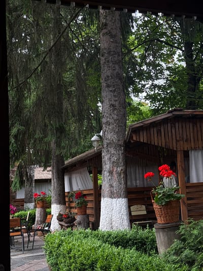 This image depicts an outdoor dining area within the city of Zviahel, Ukraine, characterized by a natural, rustic aesthetic. The scene is dominated by several tall, mature evergreen trees with rough, textured bark; the bases of some tree trunks are painted white. Their long, dense branches, some drooping, form a significant part of the canopy, interspersed with broad-leaved deciduous trees.
Multiple wooden gazebos or huts with pitched roofs, some appearing to be thatched or covered in a similar natural material, are arranged throughout the space. The sides of these structures are constructed from vertical wooden planks, and several feature white, translucent curtains partially drawn across their openings. On the exterior of the rightmost hut, a white, classic-style wall-mounted lantern is affixed.
To the left, a paved area with irregularly shaped dark stones features outdoor dining furniture, including chairs with dark metal frames and wooden seats and backs. One chair prominently displays the "Lvivske" brand logo and text in Ukrainian, "З 1688 РОКУ" (Since 1688 year), "СМАКУЙТЕ" (TASTE), and "СВІЖЕ" (FRESH).
The area is richly decorated with potted plants and meticulously maintained greenery. Bright red geraniums are housed in wicker baskets, with one large basket resting on a wooden barrel or tree stump in the foreground to the right, and another on a tree stump further left. Smaller red floral arrangements in baskets are visible on a wooden bench in the mid-ground. Dense, neatly trimmed green hedges line the paved pathways and borders of the dining area. Additional flowering plants, including purple/pink varieties in hanging baskets, are visible on the far left.
Inside the rightmost wooden hut, two individuals are partially visible: one person is seen from the back, wearing a light-colored shirt, and another's arm/shoulder is discernible, suggesting they are seated and engaging in an activity such as dining or conversing. The lighting is diffused, indicating an overcast day or a heavily shaded environment.