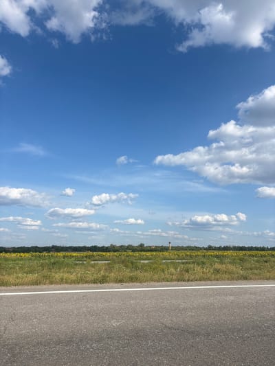 An outdoor, wide shot depicts a rural landscape in Solonytsivka, Ukraine, under a clear blue sky with scattered white cumulus clouds. In the foreground, the lower quarter of the image features a grey asphalt road with a solid white edge line. Immediately beyond the road, a strip of uncultivated green and brown vegetation separates the pavement from a large field of yellow sunflowers that extends horizontally across the midground. In the distant background, a dense treeline forms the horizon. Above the treeline on the far right, a tall, slender, reddish-brown structure, possibly a water tower or industrial chimney, is visible. A smaller reddish roof of a building can be faintly discerned to the left of this structure within the treeline. No individuals, animals, or vehicles are present or in motion. The environment suggests daytime with fair weather conditions.