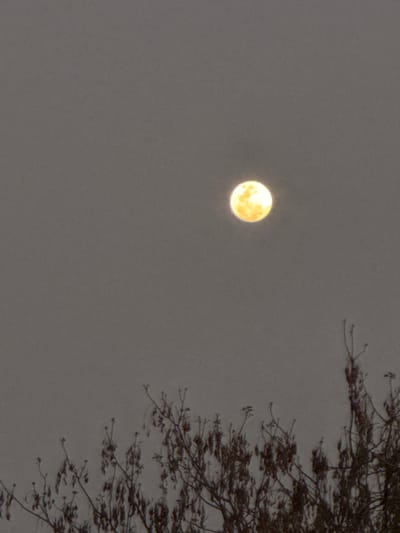 The scene is located in Ban Huai Sai, Thailand, under a nighttime sky. The environment is characterized by a dark grey sky, indicating either heavy cloud cover or significant atmospheric haze. A prominent, circular moon, displaying a bright yellow-orange hue, is centrally positioned in the upper portion of the frame, approximately one-third from the top edge. The moon appears full or nearly full, exhibiting subtle tonal variations across its luminous surface. The lower third of the image features the uppermost canopy of a tree, its dark, intricate branches and sparse, elongated foliage or seed pods silhouetted against the sky. These tree elements form an irregular, jagged profile. No individuals, discernible actions, or additional artificial objects are present in the visible area.