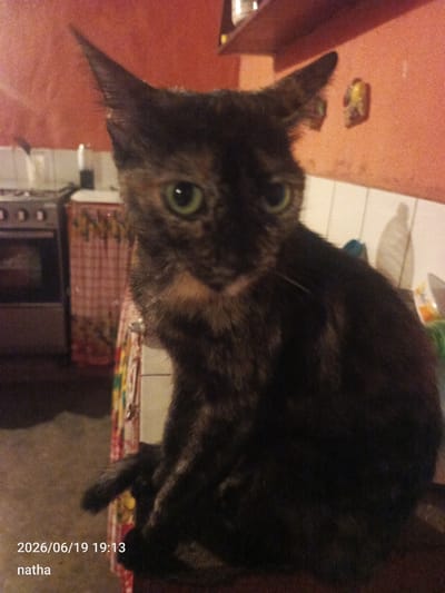 A tortoiseshell cat with green eyes is sitting on a surface in what appears to be a kitchen. The background includes a stove, a checkered curtain, and orange walls. The image also displays a date and time stamp of "2026/06/19 19:13" and the name "natha" in the lower left corner. The location is identified as El Chaparral, Venezuela.