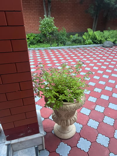 A paved outdoor area features a large potted plant with small pink flowers in the foreground, placed on a red and white patterned tile surface. To the left, a portion of a red brick pillar is visible. Beyond the pillar and plant, a garden bed with various green plants and ferns is set against a red brick wall. A large grey rock rests in the garden bed. The scene is likely in the city of Nazran, Russia.