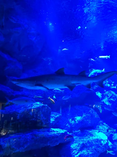 An aquarium tank with a large shark prominently displayed in the foreground. The shark is swimming horizontally from left to right, with its mouth slightly open, revealing teeth. Other smaller fish are visible swimming around the shark and in the background. The environment is a simulated underwater rocky landscape, illuminated by intense blue light. The water appears clear, with some particulate matter visible. Reflections from the glass enclosure are present on the left side of the image. The overall impression is of a deep-sea exhibit, likely within an aquarium. The city of Sumida, Japan, is home to the Sumida Aquarium, which features a variety of marine life in large, immersive tanks.