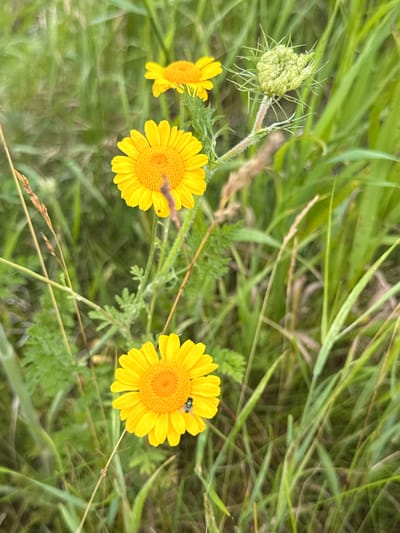 In the city of Masionys, Lithuania, this image captures a close-up view of three bright yellow daisies growing amidst lush green grass and foliage. The foreground features a single daisy in sharp focus, its vibrant petals radiating from a textured orange center. A small dark insect, possibly a fly, is perched on one of the petals. Behind it, slightly out of focus, are two more daisies, one more prominently than the other. To the right of the middle daisy, a pale green, spiky flower bud, likely of a Queen Anne's Lace, is visible. The background is a soft blur of green, indicating a natural, outdoor environment. The overall impression is one of a tranquil, sunlit meadow.