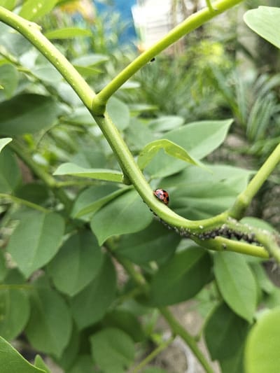 A close-up photograph taken in Tanohmanyang, Indonesia, displays a segment of a green plant. A single ladybug, identifiable by its reddish-orange carapace with black spots, is positioned on a vibrant green stem, oriented horizontally. Below and to the right of the ladybug, a dense aggregation of small, dark insects, consistent with aphids, is clustered along the same stem. Several small, black ants are also present on the plant; one ant is visible on an upper branching stem, and additional ants are interspersed among the aphids on the main stem. The plant exhibits multiple smooth, green stems that branch, along with numerous oval-shaped green leaves, some sharply in focus and others softly blurred, creating a verdant background. The scene is illuminated by natural light, indicative of an outdoor environment.
