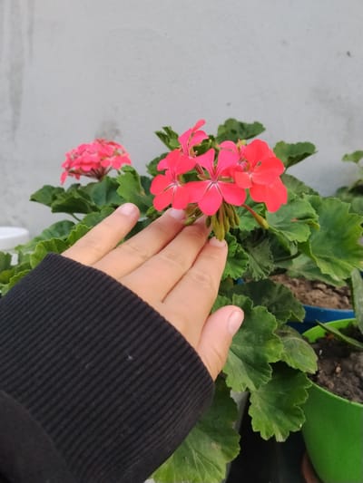 In Cîrpești, Moldova, a close-up shot captures a hand, clad in a black ribbed sweater sleeve, gently touching the bright red petals of a blooming geranium. The plant, with its vibrant green, serrated leaves, is potted in a green planter. Behind the plant, a light gray textured wall forms the backdrop.