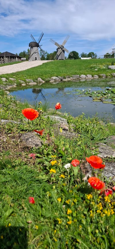 This is a wide-angle, eye-level, full-color photograph of the Angla Windmill Museum, located on the island of Saaremaa, Estonia. The foreground is filled with vibrant green grass, interspersed with small yellow wildflowers and rocks. Several bright red poppies are the most prominent subjects in the foreground, with one in sharp focus and others slightly blurred.
In the middle ground, a calm, reflective pond is situated. Lily pads float on its surface, and its water mirrors the blue sky and white clouds. The pond is bordered by large, grey stones and more lush green vegetation.
The background features the iconic wooden windmills that give the museum its name. Two large, traditional windmills with visible blades stand on a grassy hill. A gravel path leads from the left towards the windmills. A wooden fence and structure are visible to the far left, and trees dot the landscape behind the windmills. The sky is a clear blue with scattered, puffy white clouds. There are no people or animals visible in the image.