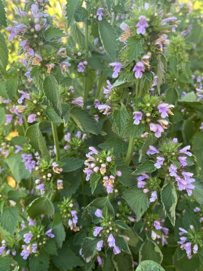 This is a close-up, eye-level, vertical shot of a patch of flowering plants, likely located in Vasylkiv, Ukraine. The flowers are small and tubular with a pale purple hue, clustered on spiky green stems. Some of the flowers appear wilted or dried. The leaves are a deep green, serrated along the edges, and fuzzy. The background is a blur of green foliage and hints of a warm, golden light, suggesting an outdoor setting possibly in a garden or natural area. There are no people or discernible actions taking place; the focus is entirely on the flora.