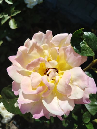 This is a close-up, eye-level, outdoor photograph of a single, open rose flower. The rose is the primary subject, positioned in the center of the frame and dominating the composition. Its petals display a gradient of color, transitioning from a soft yellow at the center to delicate shades of pink at the edges. The texture of the petals is soft and slightly ruffled. Within the center of the rose, the stamens are visible and appear brown.
Surrounding the rose, its green leaves are also visible, with one prominent leaf on the right side of the frame catching the sunlight. The background is largely dark and out of focus, suggesting a garden setting with foliage and possibly other flowers that are not clearly discernible. The lighting indicates it is daytime, with bright sunlight casting distinct shadows on the petals, highlighting their form and creating a sense of depth. The overall mood is serene and natural, focusing on the beauty and delicate details of the flower. There is no visible text in the image. The location context is Aksyabreski Sel'ski Savet, Belarus.
