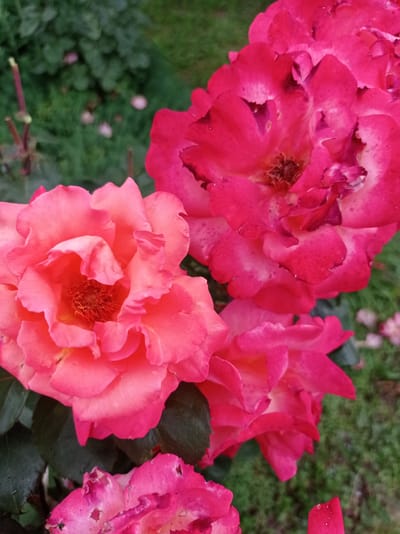The image shows a close-up of several pink and red roses in bloom, with a blurred green background of foliage and grass. The roses appear to be in a garden setting. One large pink rose is in the foreground on the left, with ruffled petals and a visible center. To its right and slightly behind it is a larger, darker red rose with lighter pink edges on its petals. Below these two roses, and partially obscured, are more pink rose petals, suggesting a cluster of blooms. There are some water droplets visible on the petals, indicating recent rain or watering. The overall impression is of a vibrant floral display. The image does not contain any information about the city of Kubanskiy, Russia, or any people, actions, or interactions.