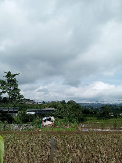This eye-level, horizontal shot captures a lush, agricultural landscape under a heavily overcast sky, likely in Cibodas, Indonesia. The scene is layered with natural elements and signs of human presence.

In the immediate foreground, harvested rice paddies stretch across the lower third of the image. The fields feature short, golden-brown stubble rising from muddy, water-filled channels, suggesting a recent harvest or land prepared for the next planting. A large green leaf from a plant partially frames the bottom left corner.

The midground is a vibrant expanse of dense green vegetation, including numerous trees, bushes, and large-leafed plants, possibly banana trees. A tall, slender tree with pointed leaves stands prominently on the far left. Towards the center, a makeshift shelter is visible, covered with white tarpaulins and other fabrics. A person wearing an orange shirt stands next to this shelter, and another faint figure can be seen nearby. Further back, several buildings with dark roofs are nestled amidst the trees.

The background reveals rolling hills dotted with more scattered houses and buildings, extending into the distance. Utility wires or power lines are visible spanning horizontally across the upper midground. The sky above is completely covered by thick, grey and white clouds, indicating an overcast day. The overall atmosphere is one of serene rural life, with human activity seamlessly integrated into the natural environment. There is no visible text in the image.