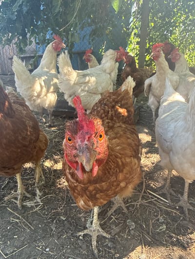A group of chickens, some brown and some white, are gathered on the ground. One brown chicken is in the foreground, looking directly at the camera with bright orange eyes and a red comb. The ground is a mix of dirt and straw. In the background, there is a wooden fence and green foliage, suggesting an outdoor setting. The image appears to be taken during the daytime, with sunlight filtering through the trees. The location is identified as Novolativka, Ukraine.