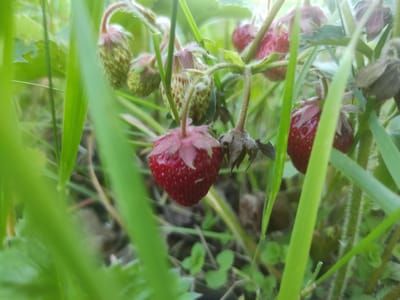 A close-up, low-angle shot showcases several wild strawberries growing on a plant amongst tall green grass and leaves. The foreground is dominated by blurred green blades of grass, with a single ripe, red strawberry positioned slightly off-center to the left. This strawberry is plump, with visible seeds on its surface and a few small, pink sepals attached at its stem. Behind it, other strawberries are in various stages of development, some appearing green and unripe, others partially red. The background is a soft blur of green foliage and brown earth, suggesting a natural, outdoor environment. There are no people or animals visible in the image. The scene is located in Duliby, Ukraine, implied by the context provided.