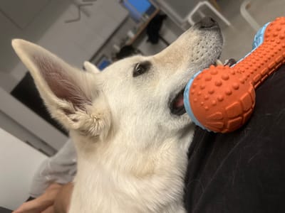 A close-up, eye-level shot shows a white dog with its snout and ears visible, resting on a person's dark fabric-covered lap. The dog is holding a blue and orange chew toy in its mouth. The background is blurred, showing a dimly lit indoor environment with shelves and what appears to be a window. The image location is not provided.