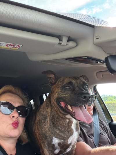 A low-angle, medium shot captures the interior of a vehicle, likely an SUV, under a bright, partially clouded sky. In the foreground, to the left, a woman with blonde hair and dark sunglasses is leaning towards the camera, puckering her lips in a kiss. She is wearing a black shirt. To her right, a brindle-colored dog with a white chest patch is seated, with its head and front torso visible. The dog's mouth is open, its pink tongue hanging out, and its eyes are looking to the right. Behind the dog, a man wearing glasses and a brown t-shirt is partially visible, with his arm resting on the steering wheel. Seatbelts are visible for both the woman and the man. The vehicle's interior includes the sun visor on the left, a rearview mirror at the top right, and part of the dashboard. The background shows greenery and trees through the car window, suggesting a rural or suburban setting outside of Nowa Gorzelnia, Poland. A warning sticker, possibly related to airbags, is visible on the sun visor.