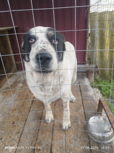 The image shows a dog with black and white fur inside a wire mesh cage. The dog has a large, dark nose and light eyes. The cage is situated on a wooden floor. In the bottom right corner, a metal bowl is visible. Behind the cage, there is a red building and some green vegetation. The timestamp at the bottom of the image indicates the date 01.06.2026 and the time 18:35. The image's location in Rudnya, Russia is not explicitly stated in the image and is based on external knowledge.