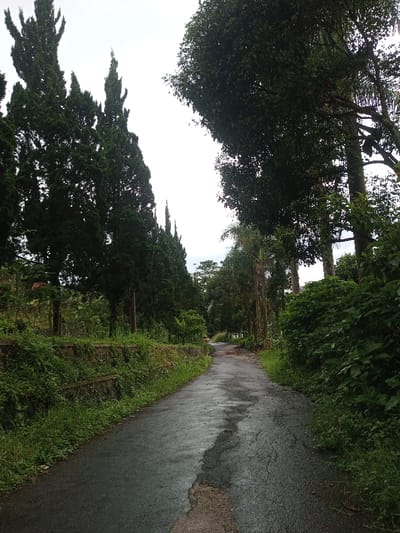 A narrow, cracked asphalt road stretches into the distance, flanked by dense greenery. Towering evergreen trees line the left side, while lush foliage dominates the right. A low stone wall runs alongside the road on the left, adding a sense of structure to the natural landscape. The overcast sky casts a soft, diffused light, highlighting the wetness of the road surface. The scene evokes a sense of tranquility and immersion in nature.