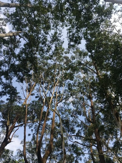 A low-angle view reveals a dense canopy of eucalyptus trees, their slender, mostly bare trunks stretching upwards. Some trunks boast a pale, peeling bark. Patches of blue sky peek through the green foliage overhead. The trees form a natural frame, creating a sense of enclosure and height. The perspective emphasizes the trees' verticality and interconnected branches.