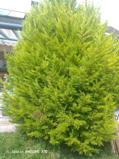 The image shows a bright green, full-bodied evergreen shrub in what appears to be a residential setting. The shrub is the primary focus, occupying most of the frame. Its branches are dense and covered in fine, feathery foliage, with some areas appearing lighter green, suggesting sunlight hitting the leaves.

In the background, there is a glimpse of a building with a grey tiled roof and what appears to be solar panels. To the left of the shrub, a covered patio area with a striped awning is visible. Part of a paved walkway and green grass can be seen in the foreground.

The bottom left corner of the image contains a watermark that reads "Shot on AWESOME A70". There are no people visible in the image. The overall scene suggests an outdoor setting, likely a garden or yard associated with a house. While the image does not provide direct visual cues to pinpoint the exact location within Lohmar, Germany, the presence of typical residential architecture and landscaping is consistent with a German suburban environment.