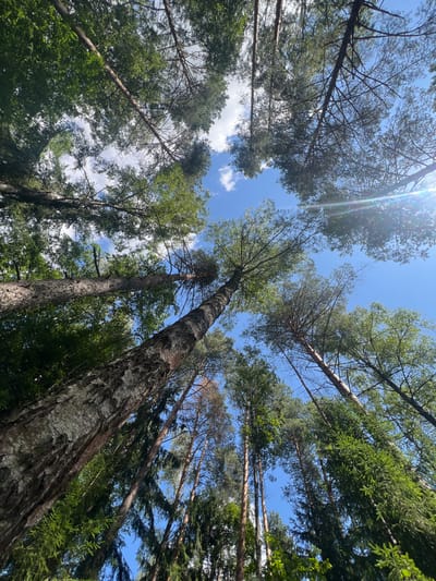 The image is a low-angle shot looking up at a canopy of trees in a forest. The sky is blue with scattered white clouds. The trees are a mix of deciduous and coniferous species, with some appearing older and thicker than others. Sunlight filters through the leaves, creating dappled light and shadows. There is no indication of human presence or activity in the image. The scene appears to be a natural forest environment, likely within the agricultural region of Лядскі сельскі Савет, Belarus.