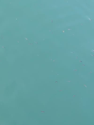 The image captures a school of small fish swimming in clear, turquoise water, likely the Black Sea given the location in Kharistvala, Georgia. The water appears calm with subtle ripples and a few small white specks, possibly light reflections or debris. The fish are uniformly small and dark, varying in their orientation within the frame. The overall scene is one of natural aquatic life in a shallow, sunlit environment. There are no people or man-made structures visible in this particular frame, focusing solely on the underwater activity.