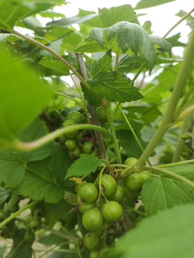 The image is a close-up, eye-level shot of a cluster of unripe green currants on a bush. The currants are round and smooth, with some showing a dark spot at the stem. They are suspended on thin stems, surrounded by lush green leaves. The leaves are broad with serrated edges and visible veins. The background is a blur of more green foliage and a bright, overcast sky. The overall impression is one of lush growth, likely in a garden or natural setting. The image is cropped to focus tightly on the currants and surrounding leaves, with some parts of the bush and sky visible. There is no indication of the city of Prokhladnoye, Russia, in the image itself.