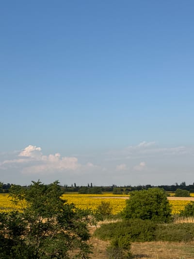 The image depicts a vast field of sunflowers under a clear blue sky with scattered white clouds. In the foreground, a large, leafy green tree partially obscures the view of the sunflower field. Behind the sunflowers, a line of trees and vegetation marks the horizon. The ground in the foreground consists of dry, brown grass and some scrub bushes. The overall scene is one of a rural landscape.