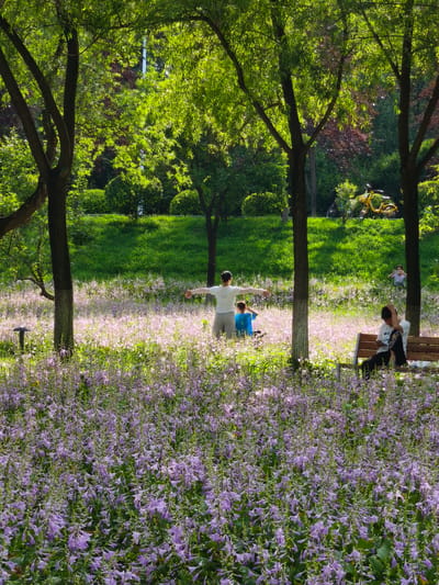 In Nanguan District, China, a park scene unfolds under dappled sunlight filtering through mature trees. The foreground is dominated by a dense field of blooming purple flowers, creating a vibrant carpet. Three people are visible in this lush setting. In the mid-ground, a person stands with arms outstretched, facing away from the viewer, while a child in a blue shirt is positioned in front of them. To the right, a person is seated on a wooden bench, looking down at their phone. Further in the background, a person is standing and holding up a phone, possibly taking a photo. Beyond the flowering field, a grassy incline is dotted with trees and bushes. In the distance, two bicycles are parked, one of them a bright yellow. The overall atmosphere is one of peaceful outdoor recreation.