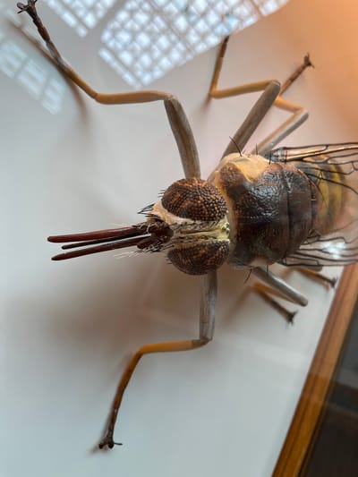 A close-up, high-angle studio shot depicts a large, detailed model of a fly, possibly a horse-fly or similar species, resting on a white surface. The fly model has a dark brown thorax with lighter tan markings around the head and abdomen. Its large, compound eyes are brown and speckled. The model has long, thin, light-tan legs with dark brown feet. Two long, dark brown mouthparts extend forward from the head. The wings are translucent and veined, and are partially visible behind the thorax. The background suggests a museum display, with a wooden frame visible at the top right corner. There is no indication of the location being Oxford, United Kingdom within the visual information of the image.