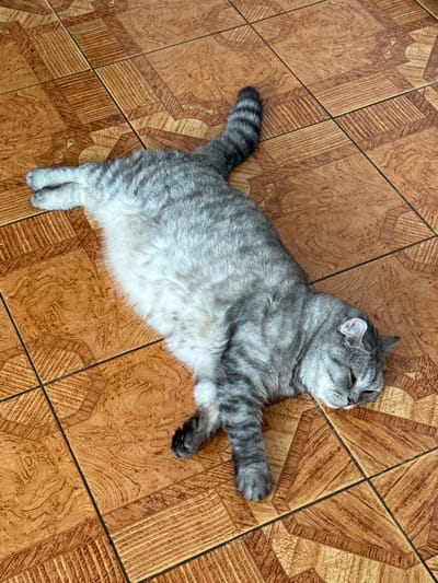 A gray tabby cat is lying on its back on a tiled floor. The cat is mostly gray with darker tabby stripes on its back and tail. Its belly is white. Its eyes are closed, and its mouth is slightly open, suggesting it is sleeping or very relaxed. One of its front paws is stretched out to the right, and its back legs are bent. The floor is made of square brown tiles with a wood-grain pattern and decorative borders. The image is taken from a high-angle view, looking down at the cat. The lighting appears to be natural, and the time of day is not specified, but it seems to be indoors. There is no visible text in the image. The location is identified as Priobskiy, Russia.
