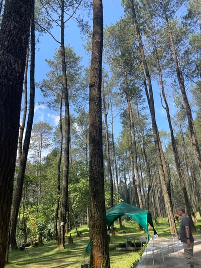 The image captures a serene outdoor scene in a pine forest in Cikole, Indonesia, under a clear blue sky with sparse white clouds. Numerous tall, slender pine trees with dark, textured bark dominate the foreground and background, creating a dense canopy that allows patches of sunlight to illuminate the grassy ground. In the mid-ground, a large, dark green canopy tent with an arched entrance is set up on the grass. To the right of the tent, on a light-colored paved area, several white, lightweight outdoor chairs and a small table are arranged. A man of East Asian descent, with short, graying hair, stands on the right side of the frame, facing left towards the tent and chairs. He is wearing a dark grey t-shirt, light brown or khaki cargo pants, and a dark wristwatch on his left wrist. His posture suggests observation or contemplation. Various other green foliage and smaller plants are visible throughout the forest. A small, light-colored sign or object is attached to the trunk of a tree in the center-midground. The lighting indicates bright daylight, with defined shadows cast on the grass and tree trunks.