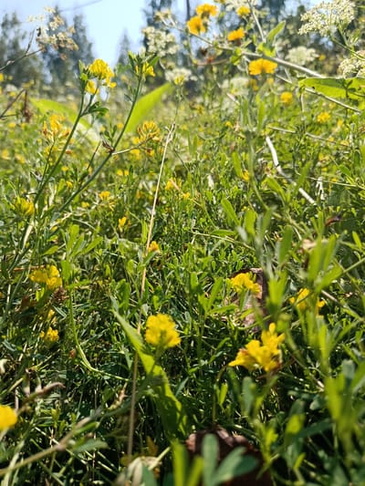 An outdoor, low-angle medium shot captures a dense field of green foliage and small yellow flowers. The scene is bathed in natural sunlight, casting subtle shadows and highlighting the textures of the plants. The background is softly blurred, suggesting a shallow depth of field, with hints of trees and a bright sky. There are no people or discernible actions depicted in the image. The setting is a natural, uncultivated area, possibly a meadow or a roadside verge. The presence of many small yellow flowers is the most prominent visual element. The image was taken in Borodino, Russia.