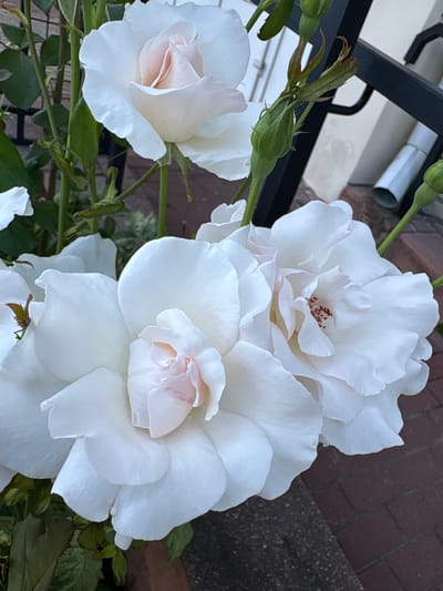 The image is a close-up shot of several white roses, with some hints of pale pink in their centers. The roses are in various stages of bloom, with some fully open and others still partially closed. The petals are soft and delicate, and the overall impression is one of natural beauty and elegance. The background is out of focus, but appears to be a garden setting with brickwork and greenery. The lighting suggests it might be daytime, possibly with soft, diffused sunlight. There is no visible text in the image. The focus is entirely on the texture and form of the rose blossoms.