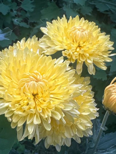 The image displays a close-up view of several bright yellow chrysanthemums in full bloom. The flowers are the primary subjects, with their layered petals creating a sense of depth and texture. The background is a blur of dark green foliage, suggesting an outdoor garden setting. One chrysanthemum in the foreground is particularly prominent, showing intricate spiral patterns in its center. To the upper right, a bud or less open flower is partially visible. The lighting suggests it might be daytime, possibly with soft sunlight illuminating the petals and highlighting water droplets on some of them. There is no text visible in the image. The overall impression is one of natural beauty and vibrant color.