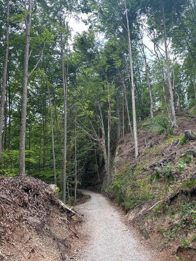 The image depicts a gravel path winding through a dense, green forest in Kufstein, Austria. Tall, slender trees with gray bark and abundant green leaves dominate the scene, creating a canopy overhead. The path is light gray and appears well-maintained. The ground on either side of the path is covered in dirt, fallen leaves, and some exposed roots. On the left, a large pile of dried leaves and branches sits against the embankment. On the right, the terrain slopes upward, showing more exposed earth, rocks, and some scattered tree stumps. The overall environment is natural and appears to be a hiking trail within a mountainous area. There are no people or animals visible in the image.